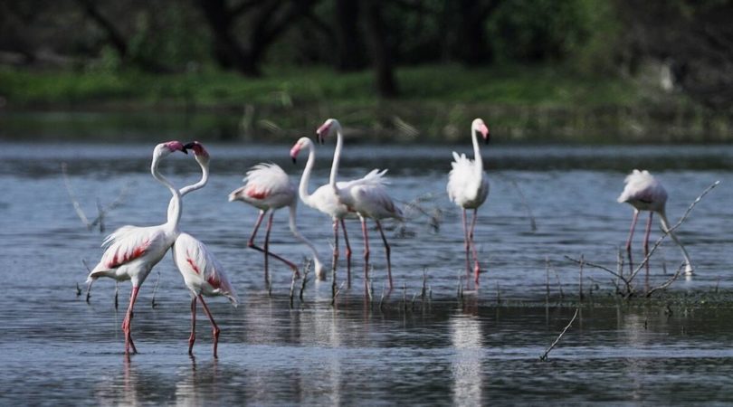 2N/3D Keoladeo Ghana National Park - Photo 2