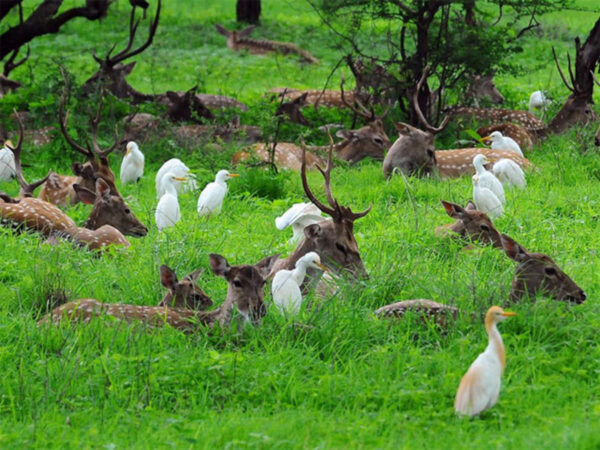 3N/4D Kaziranga National Park - Photo 2