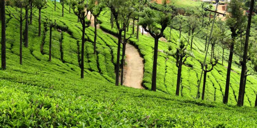 4N/5D Ooty & Coorg Tour - Photo 1
