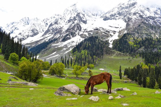 4N/5Day Srinagar Tour - Photo 1