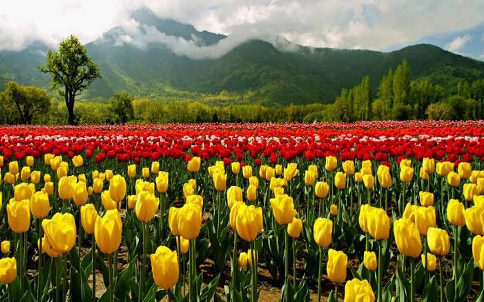 5N/6D Kashmir Tour Package - Photo 2