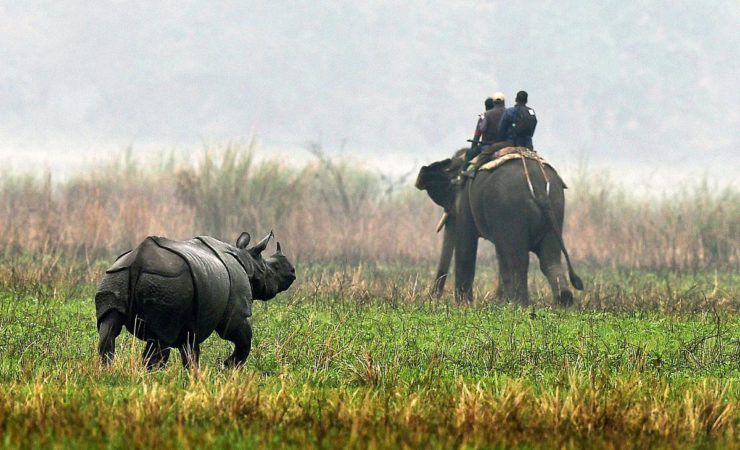 6N/7D Kaziranga, Nameri & Manas National Park - Photo 1