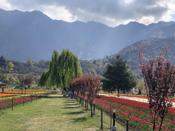 9N/10D Srinagar Tour from Jammu - Photo 3