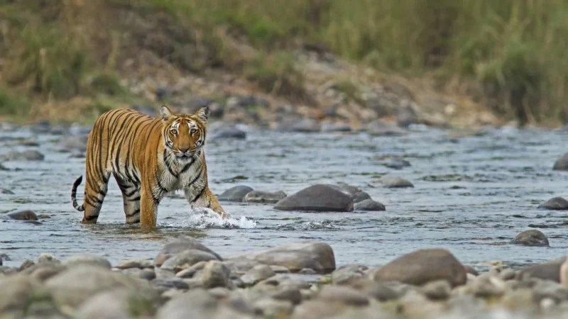 5N/6D Mussoorie, Nainital & Corbett Tour - Photo 1