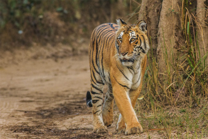 4N/5D Nainital & Jim Corbett - Photo 3