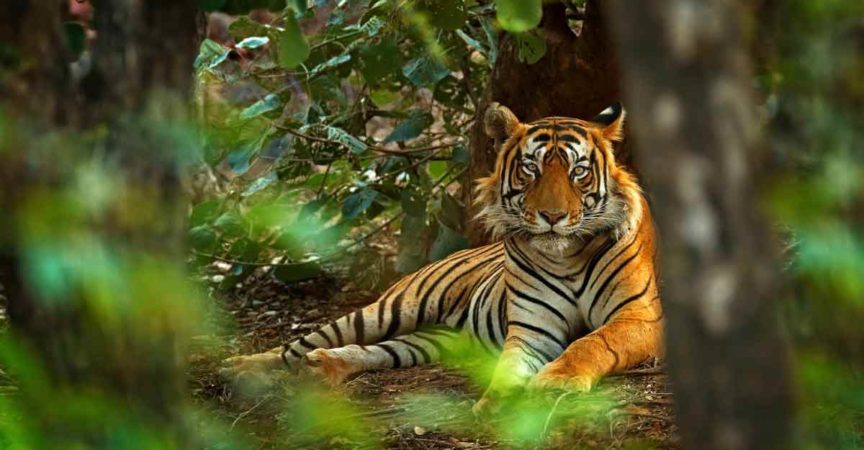 3N/4D Pink City with Ranthambore Jeep Safari - Photo 1